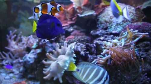Aquarium Fish