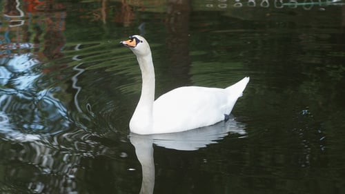 Swan