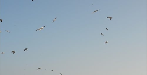 Seagulls 11