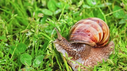 Snail (2.7K)