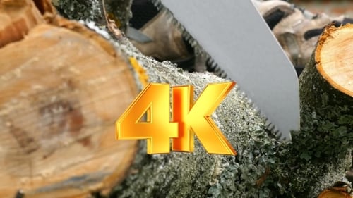 Cutting Wooden Log With Handsaw