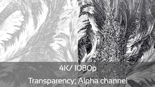 Abstract Black and White Patterns Transition to Transparency
