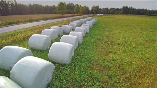 Lots of White Rolled Hays in the Grass Field