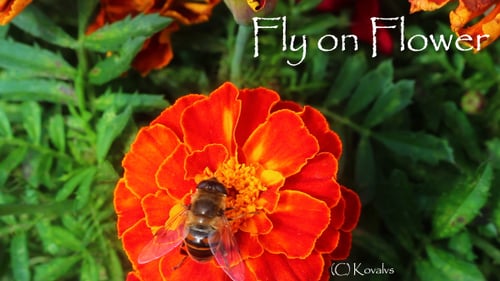 Fly on Flower