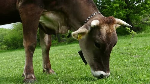 Kuh weidet frisches grünes Gras