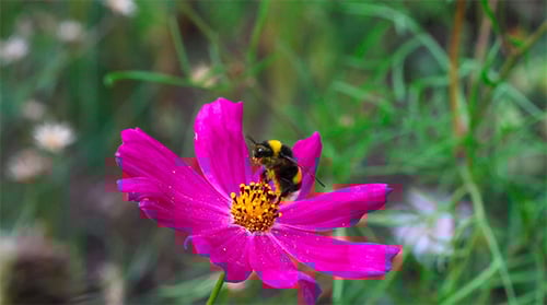 Fuzzy Bumblebee Collecting Nectar from Pink Flower