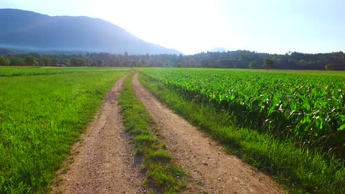 Dusty Path Among Corn Green Fields