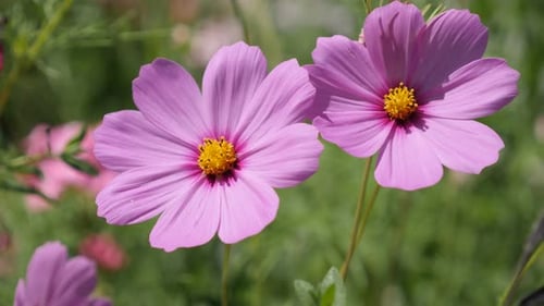 Field of Mexican aster plant in natural environment close-up 4K 2160p 30fps UltraHD footage - Pink