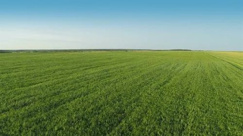 Agricultural Tractor Cutting Green Field from Aerial View