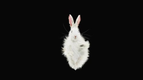 Hase: Tanzen HD