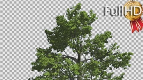 Green Tree with Leaves Blowing in the Wind