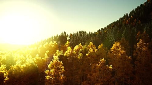 Autumn Forest Landscape With Golden Sunlight Fly Through