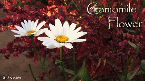 White Daisies Blooming in a Summer Garden