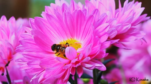Bee Collecting Pollen From a Pink Flower