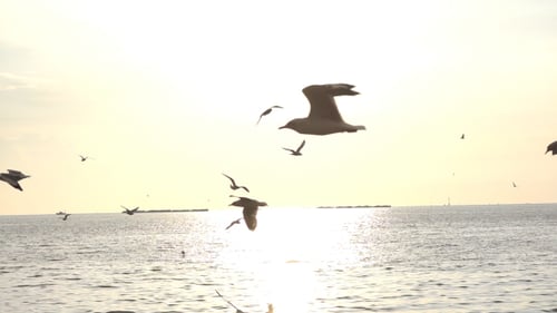 Seagulls Soaring Over Ocean at Sunset