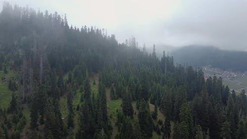 Cloud and forest aerial view