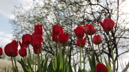 Fresh Red Tulips Blooming on a Sunny Day