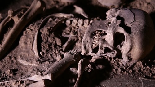 Human Skeleton, Skull, Bones, Excavated a Burial