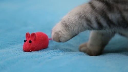 Striped Cat Playing with Red Toy Mouse