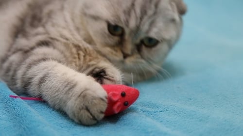 Gray Tabby Cat Playing with Red Toy Mouse