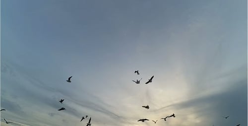 Gaviota 20