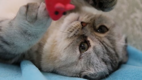Cute Striped Cat Plays With Toy Mouse