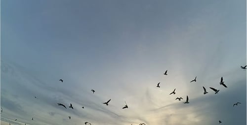 Gaviota 19