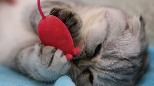 Cute Cat Playing with a Red Mouse Toy