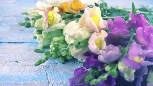 Colorful Bouquet of Snapdragons Placed on Blue Table