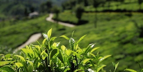 Tea Plantation Village