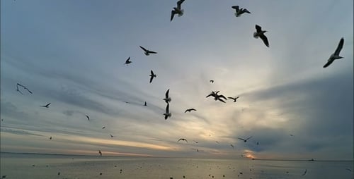 Seagull 24