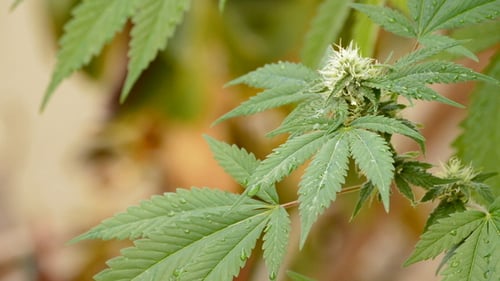 Close Up of Marijuana Leaves with Water Droplets