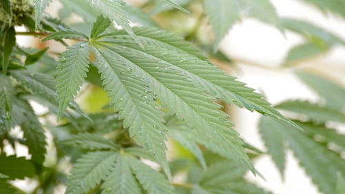 Close Up of Marijuana Leaves with Water Droplets