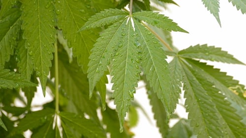 Green Leaves with Water Droplets Close Up