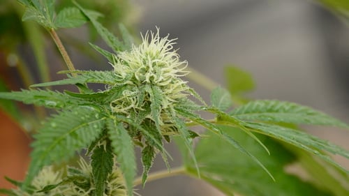 Cannabis Plant Budding Indoors Close Up