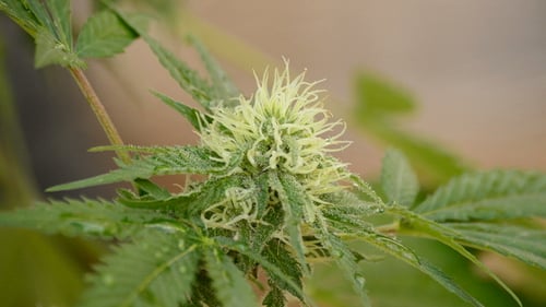 Marijuana Bud in Plant