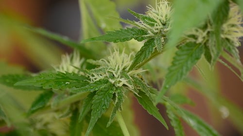 Marihuana-Knospe im Zweig