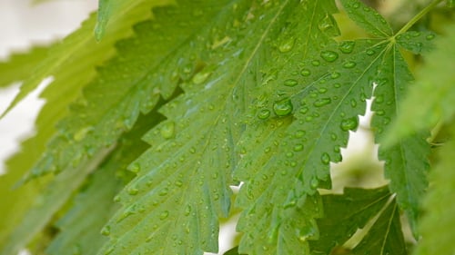 Green Leaves with Water Droplets Close Up