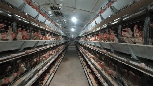 Chicken Farm
