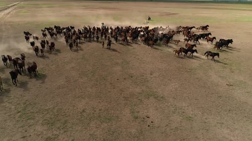 Brown Horses Are Running