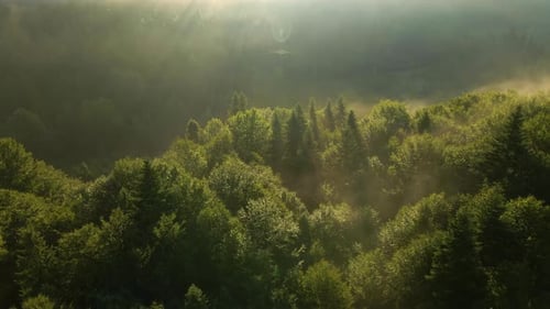 Vibrant Foggy Evening Over Dark Forest Trees at Bright Summer Sunset