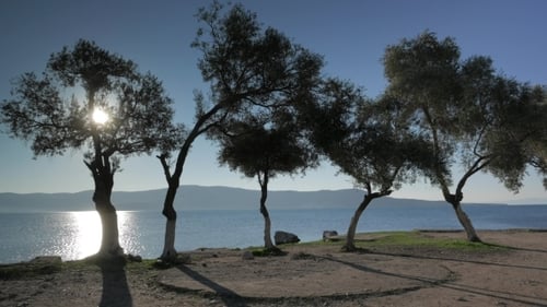 Sea View Through The Olive Trees Glowing In Sunset