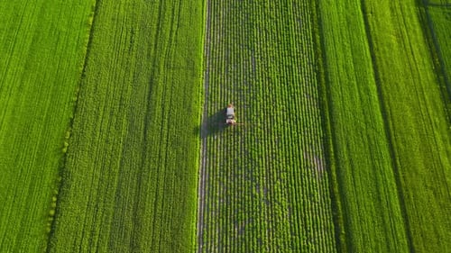 Tractor Sprays Fertilizer on Agricultural Plants on the Rapeseed Field Top View
