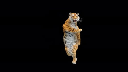 Tiger Tanzen 4K