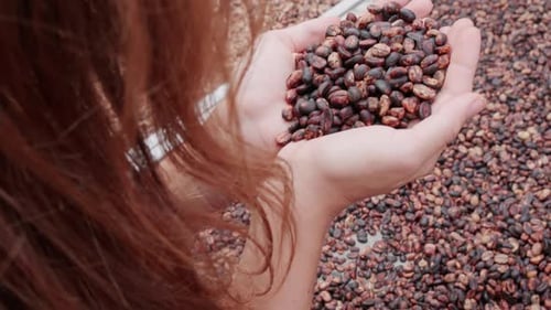 Woman Harvesting and Inspecting Fresh Coffee Beans
