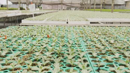 Green Seedlings Growing in Greenhouse Nursery