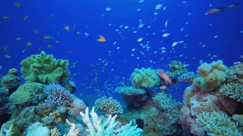 Underwater Scene Tropical Coral Reef