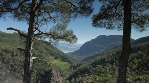 Sea View Through The Pine Trees And Mountain