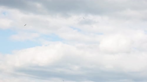White Clouds In Cloudy Weather, Time Lapse