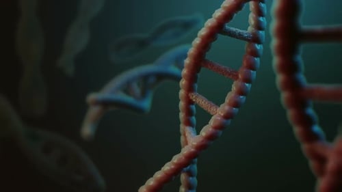 Animated 3D DNA Double Helix Structure Rotating Loop